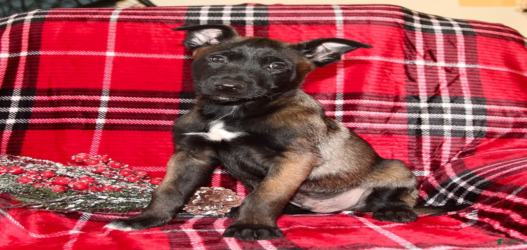 Gallery Image {{count}}