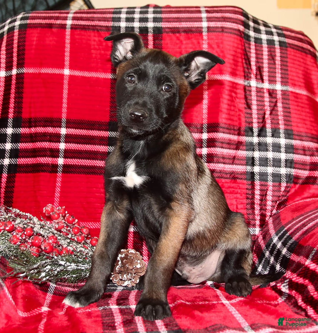 Gallery Image {{count}}