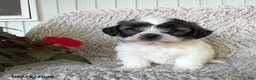Teddy Bear dogs for sale: Lola - Ad 3