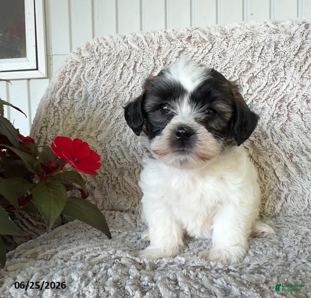 Teddy Bear dogs for sale: Lola - Ad 3