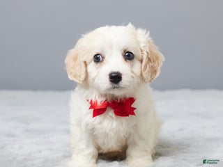 Cavachon dogs Chance - Ad 14