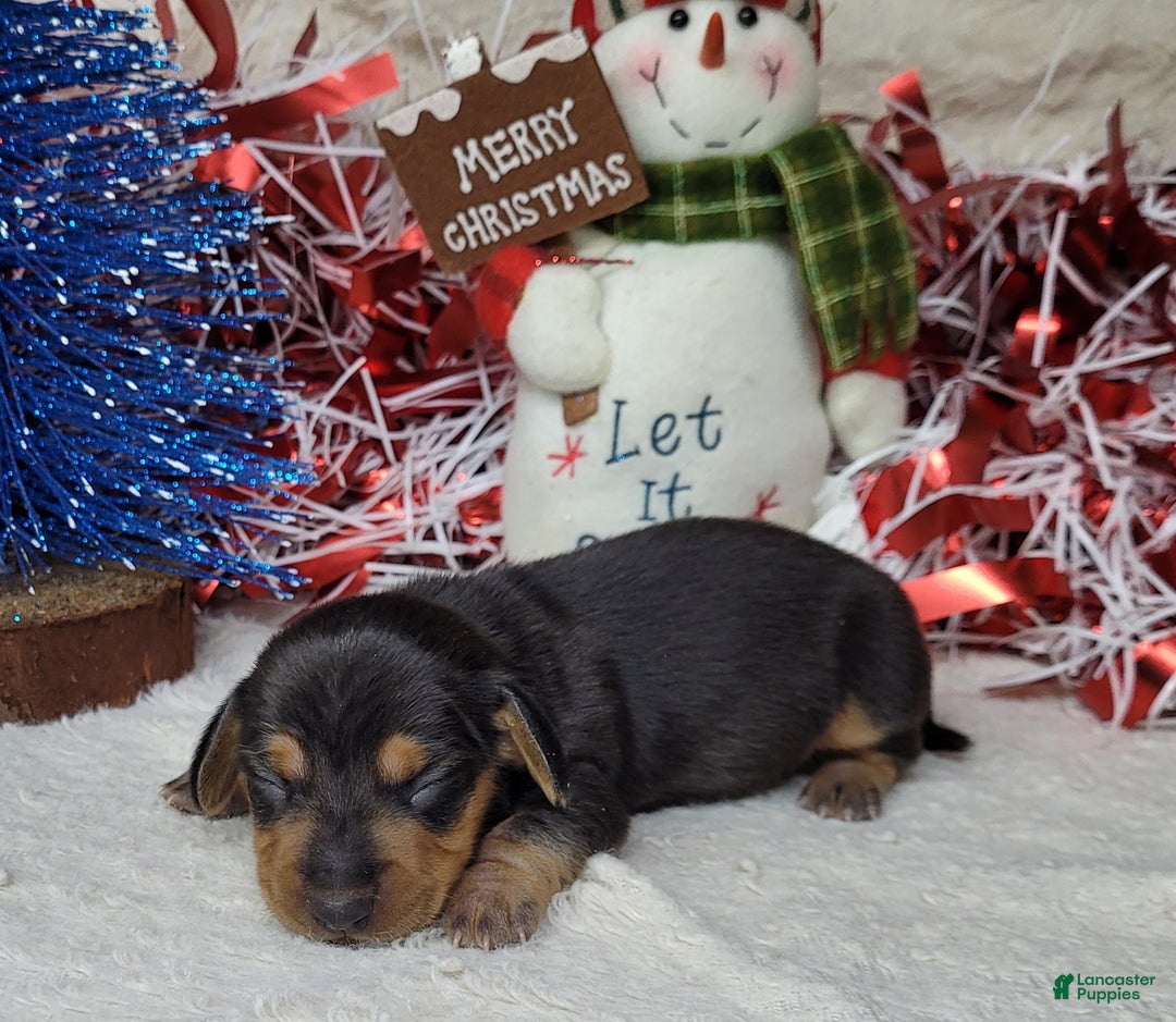 Miniature Dachshund dogs for sale: AKC Zeus - Ad 4