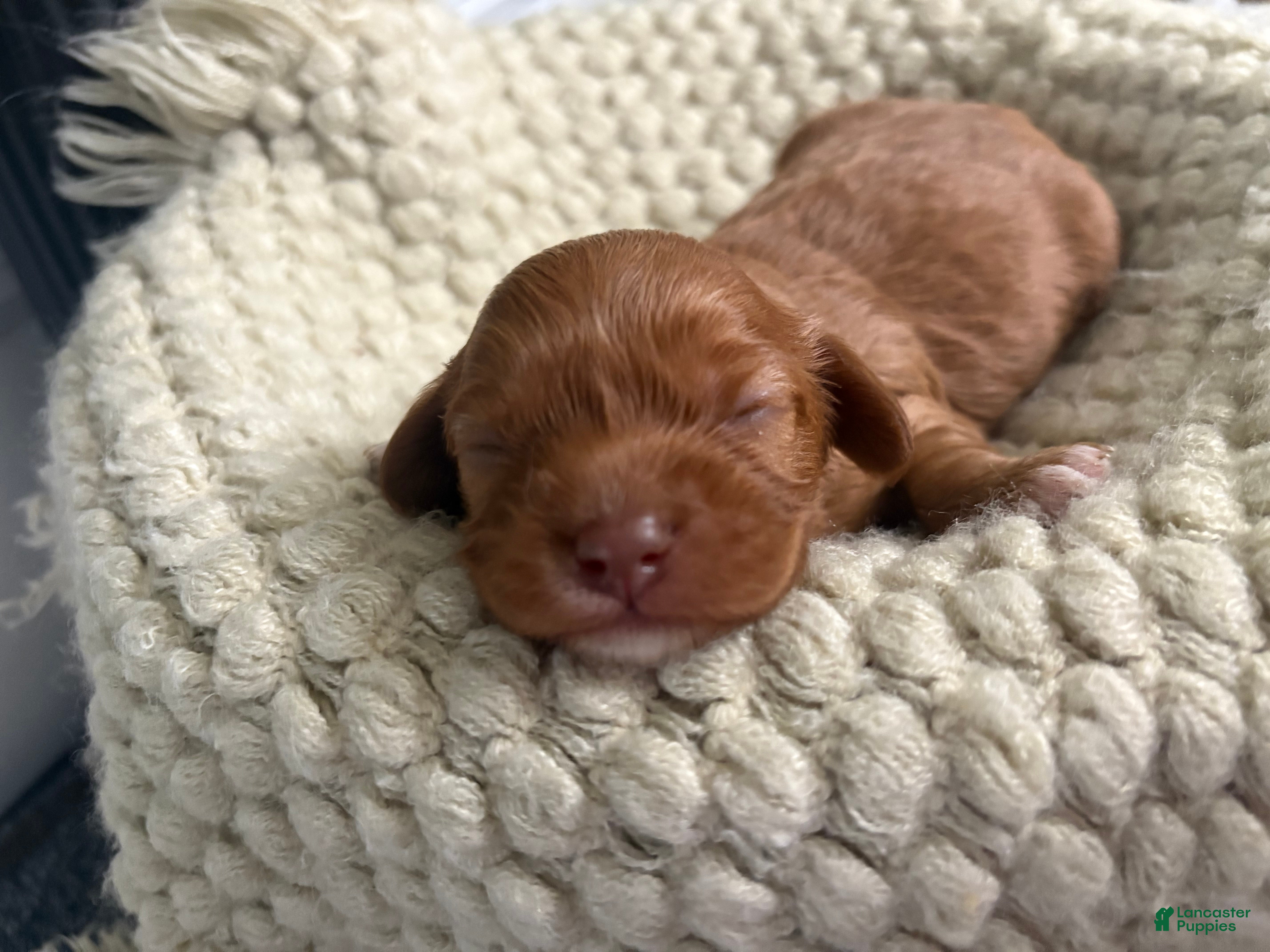 Cavapoo dogs Dallas - Ad 1