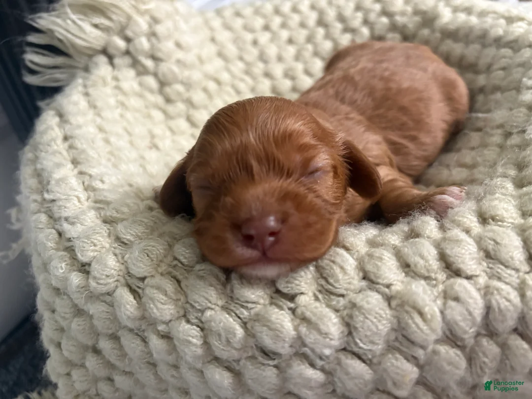 Cavapoo dogs for sale: Dallas - Ad 1