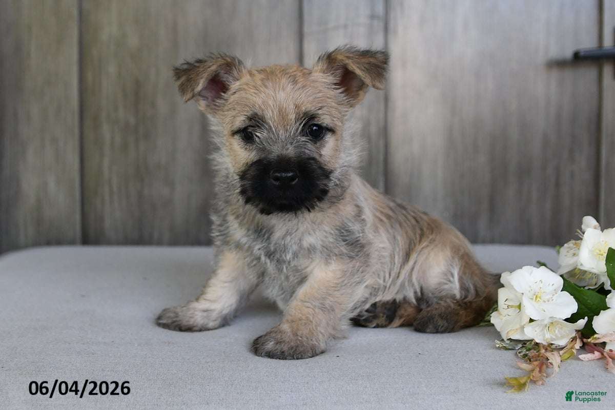 Cairn Terrier dogs for sale: Jody - Ad 4