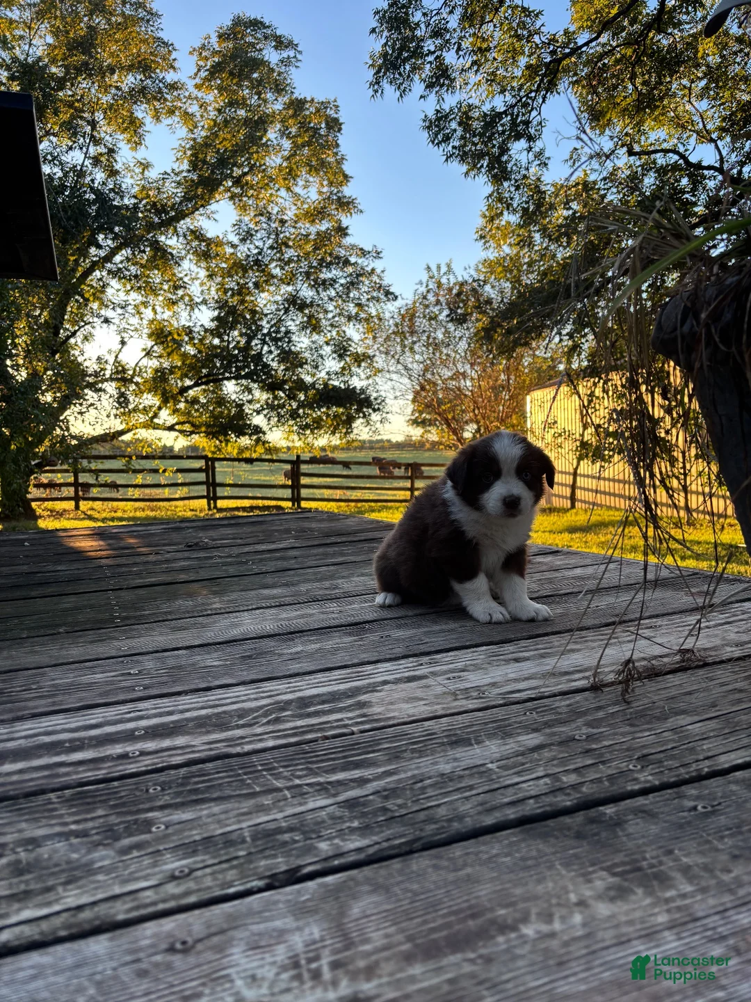 Australian Shepherd dogs for sale: Australian Shepherd 1 - Ad 1