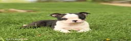 Boston Terrier dogs for sale: Romeo - Ad 5