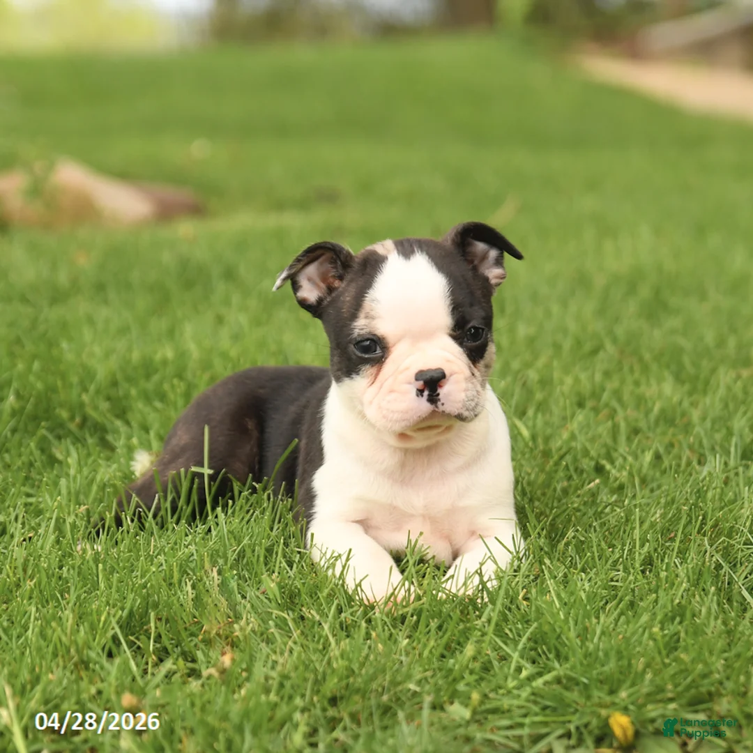 Boston Terrier dogs for sale: Romeo - Ad 5