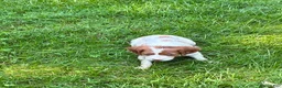 Brittany Spaniel dogs for sale: Hawkeye Holly Girl 2 - Ad 4