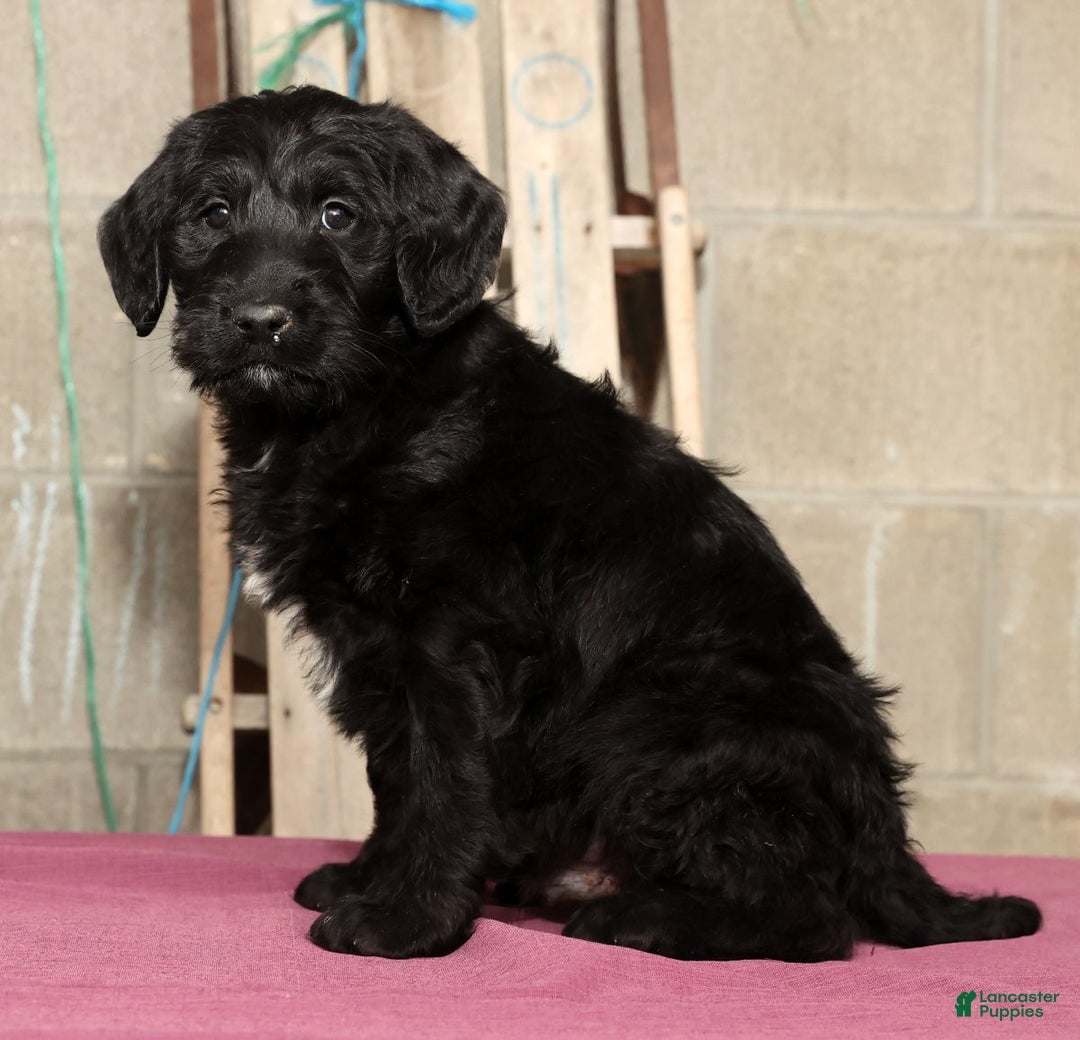Labradoodle dogs for sale: Rover - Ad 3