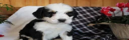 Bernedoodle dogs for sale: Bubbles - Ad 2