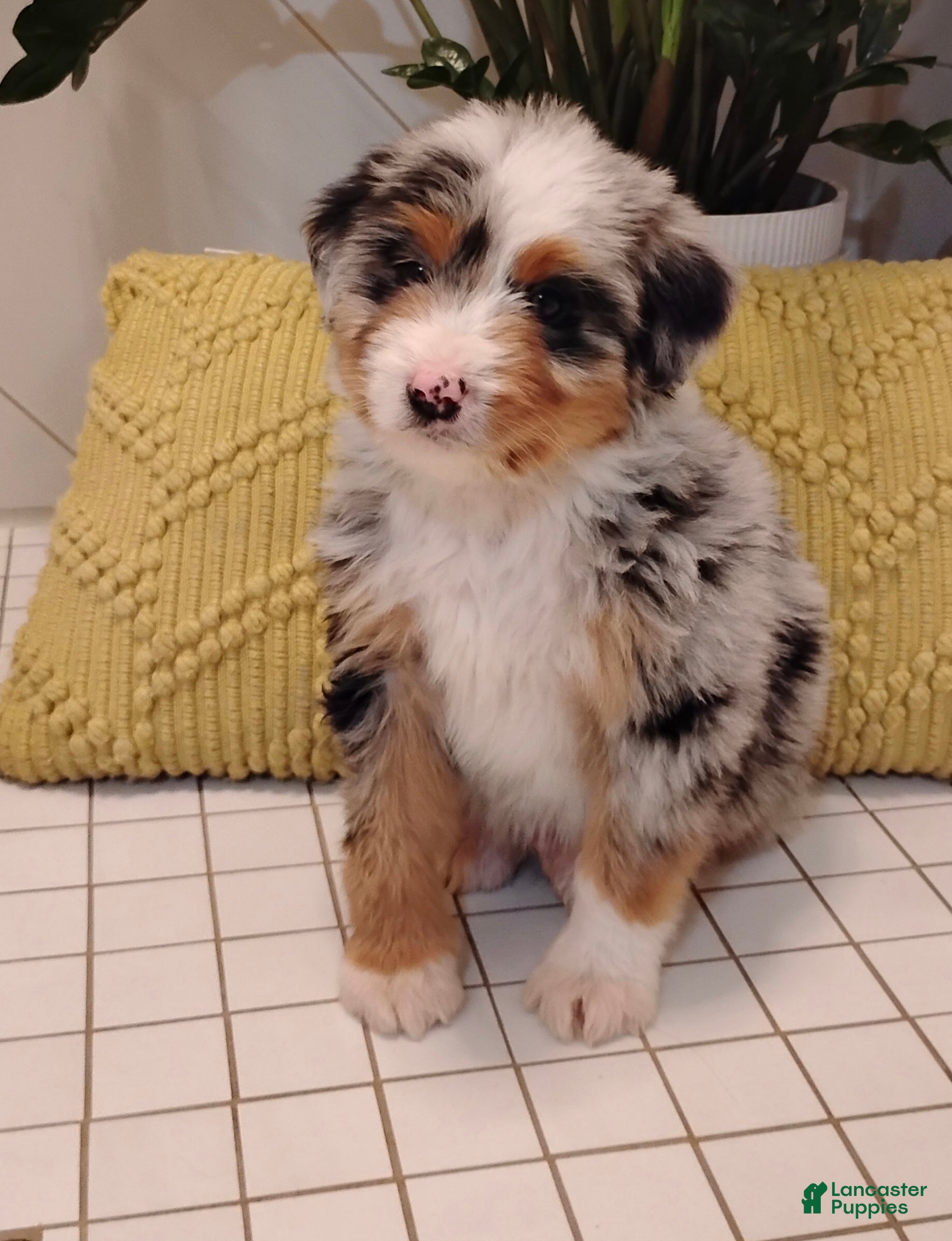 Mixed Breed dogs Scooter - Ad 1