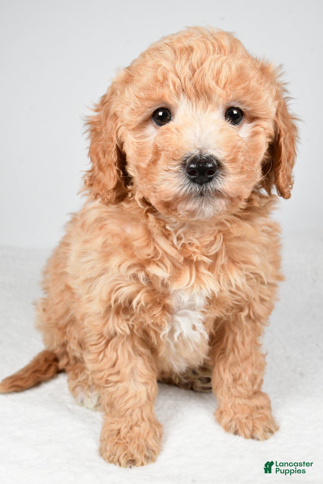 Mini Goldendoodle dogs for sale: Holly - Ad 1