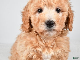 Mini Goldendoodle dogs Holly - Ad 39