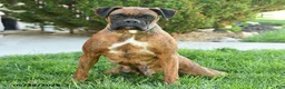 Boxer dogs for sale: Radar - Ad 6