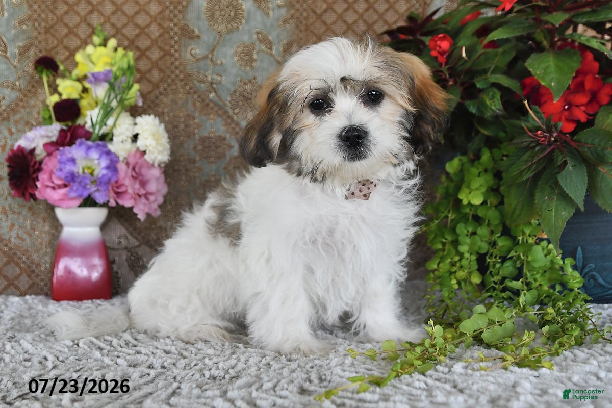 Teddy Bear dogs Olive - Ad 2