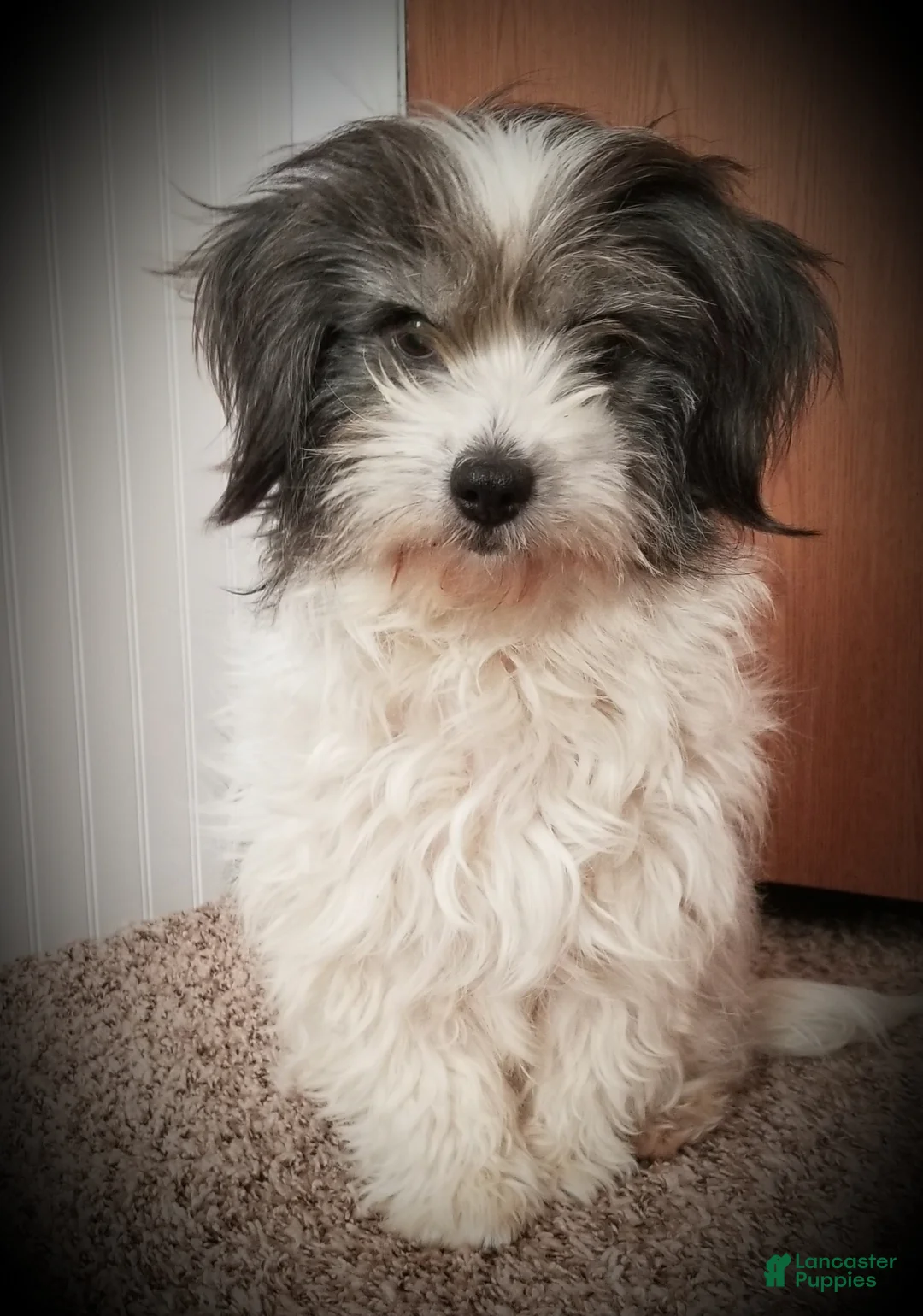 Havanese dogs for sale: Havanese 4 - Ad 4