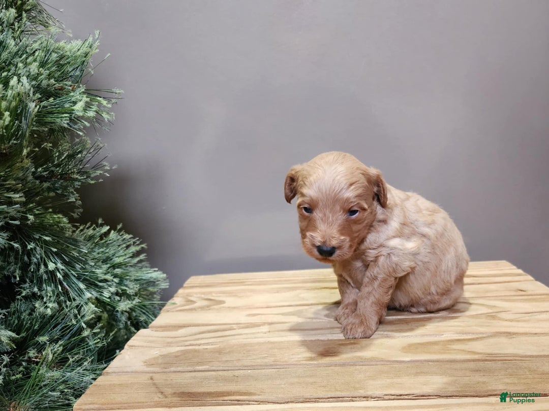 Mini Goldendoodle dogs for sale: Reno - Ad 12