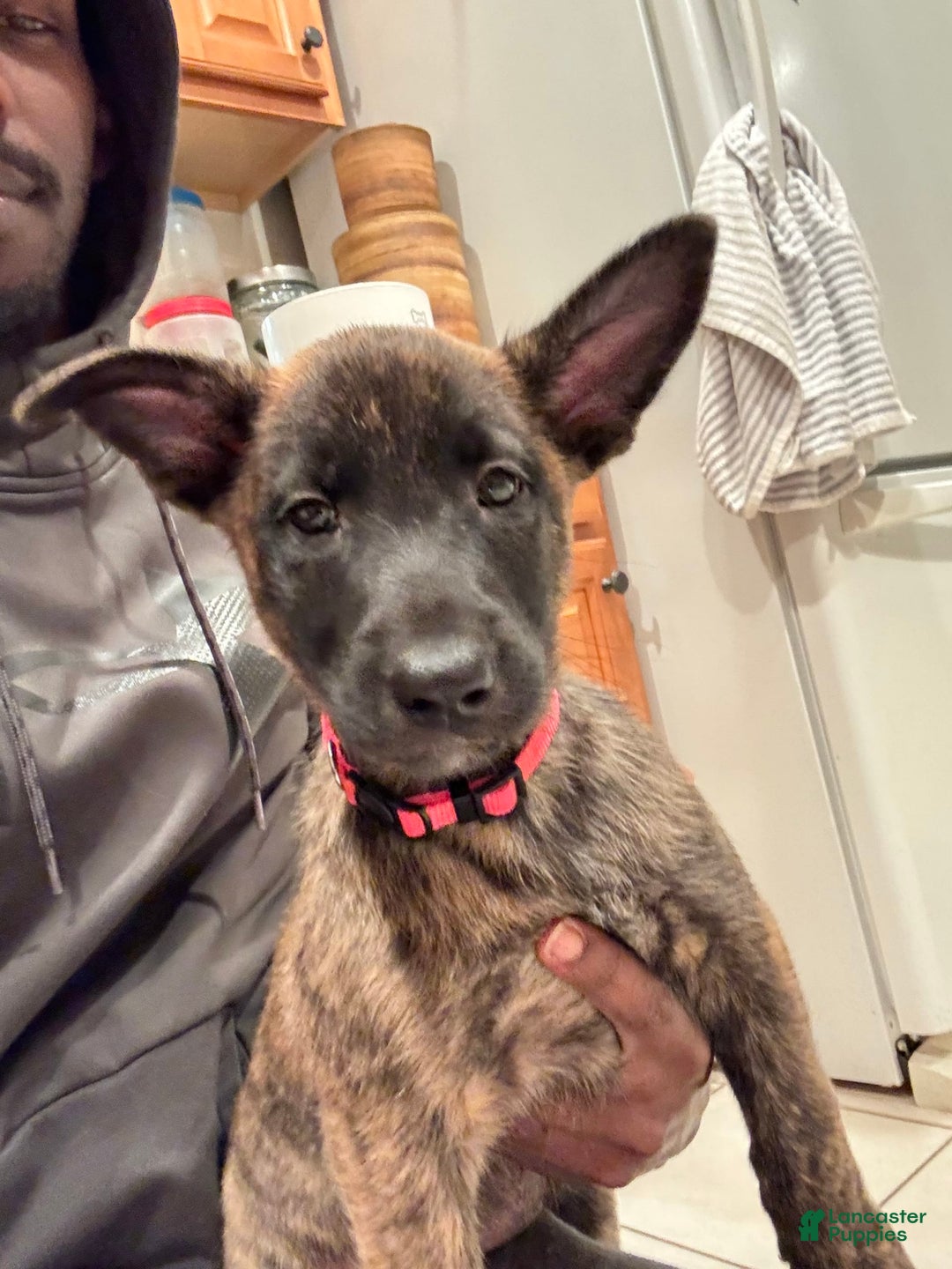 Gallery Image {{count}}