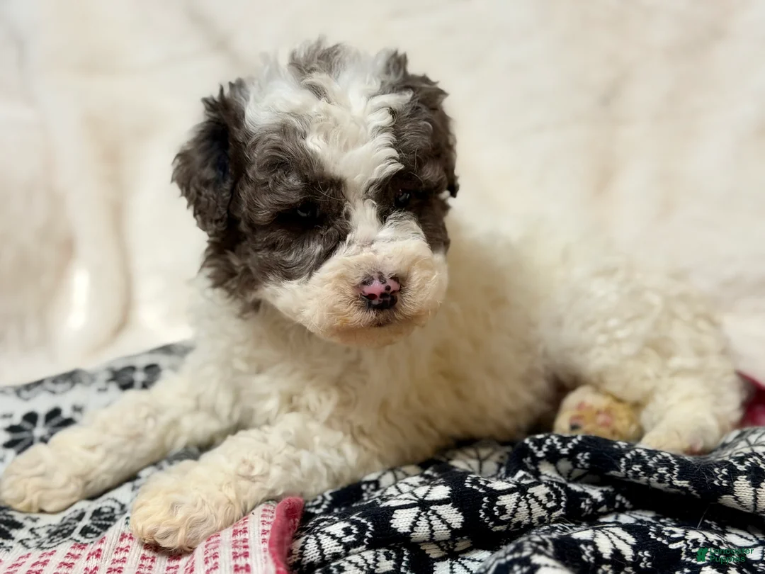 Mini Bernedoodle dogs for sale: Herbie  - Ad 3