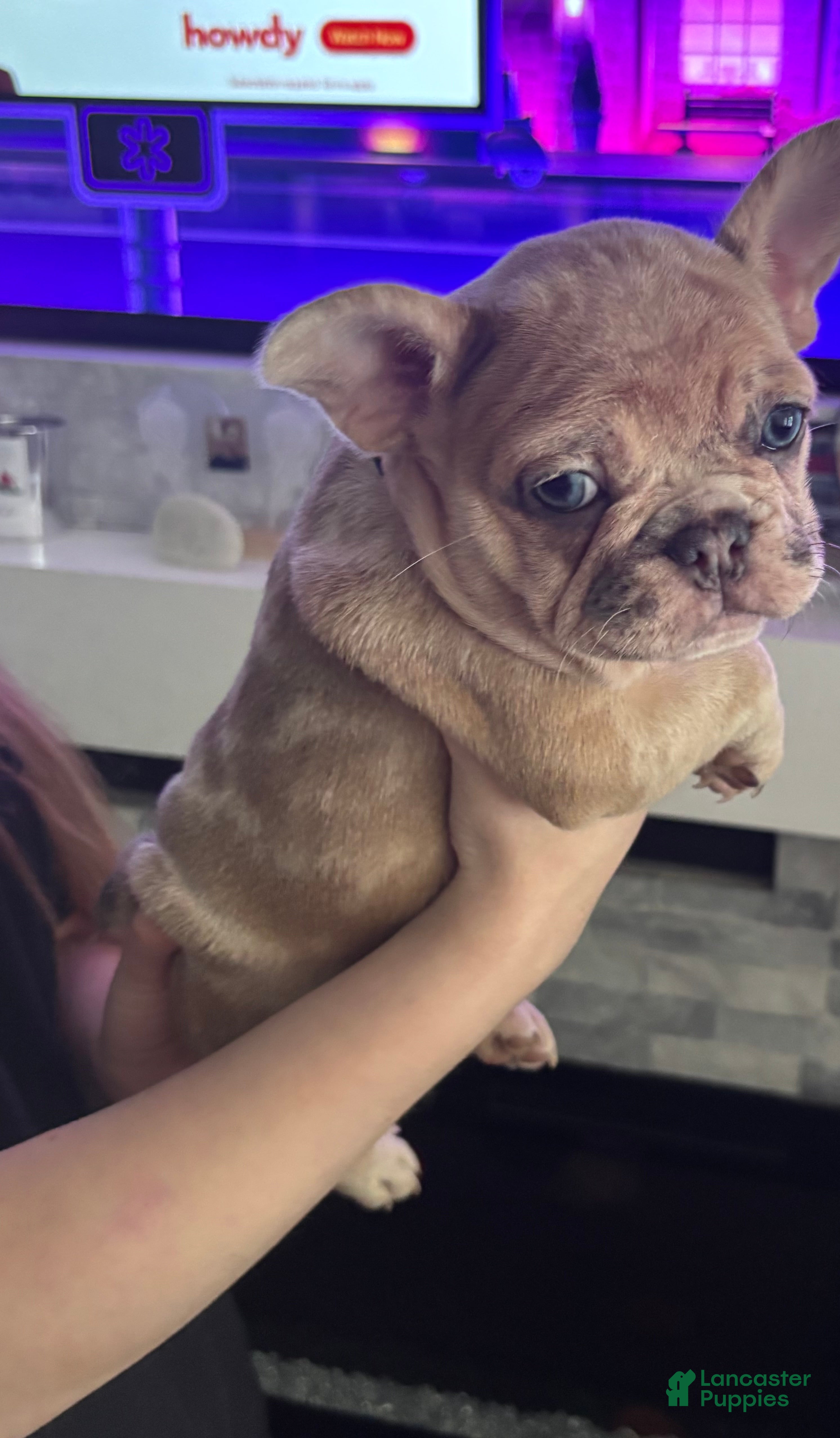 French Bulldog dogs Princess - Ad 7