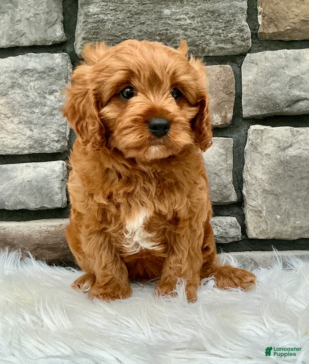 Cavapoo dogs for sale: Henry - Ad 2
