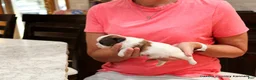 Malshi dogs for sale: Shanny - Ad 4
