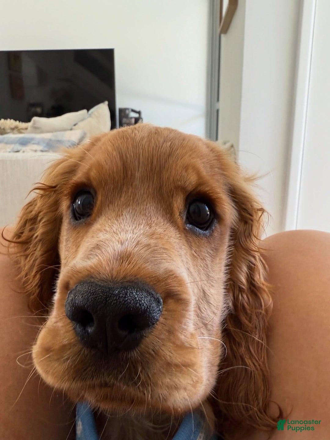 English Cocker Spaniel dogs for sale: Toby  - Ad 2