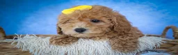 Bichpoo dogs for sale: Nella🌸 - Ad 14