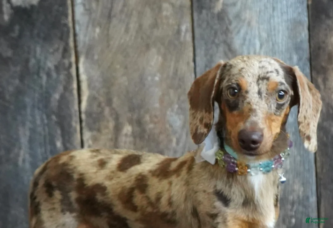 Miniature Dachshund dogs for sale: Luke - Ad 7