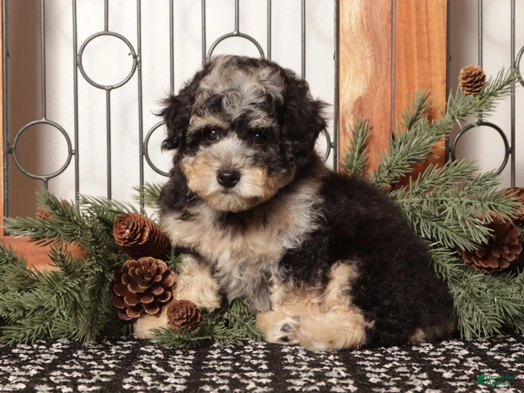 Bichpoo dogs for sale: Fiji - Ad 2