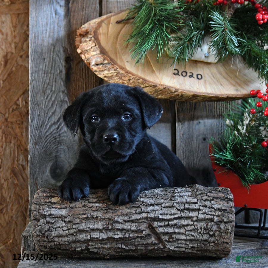 Labrador Retriever dogs Rocky - Ad 2
