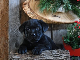 Labrador Retriever dogs Rocky - Ad 2