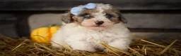 Miniature Poodle dogs for sale: Juno🦴  - Ad 4