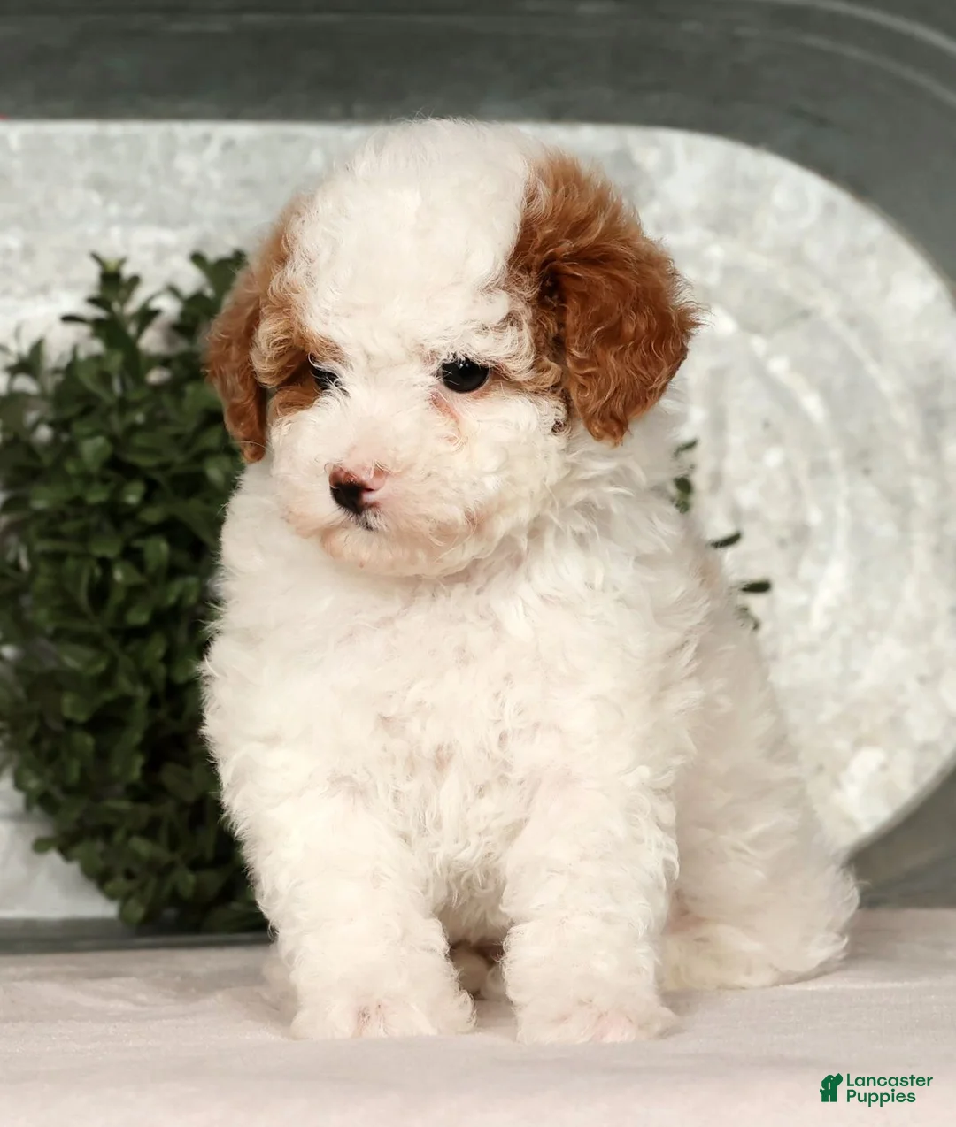 Toy Poodle dogs for sale: Misty - Ad 5