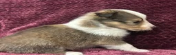 Shetland Sheepdog dogs for sale: Dalia - Ad 2