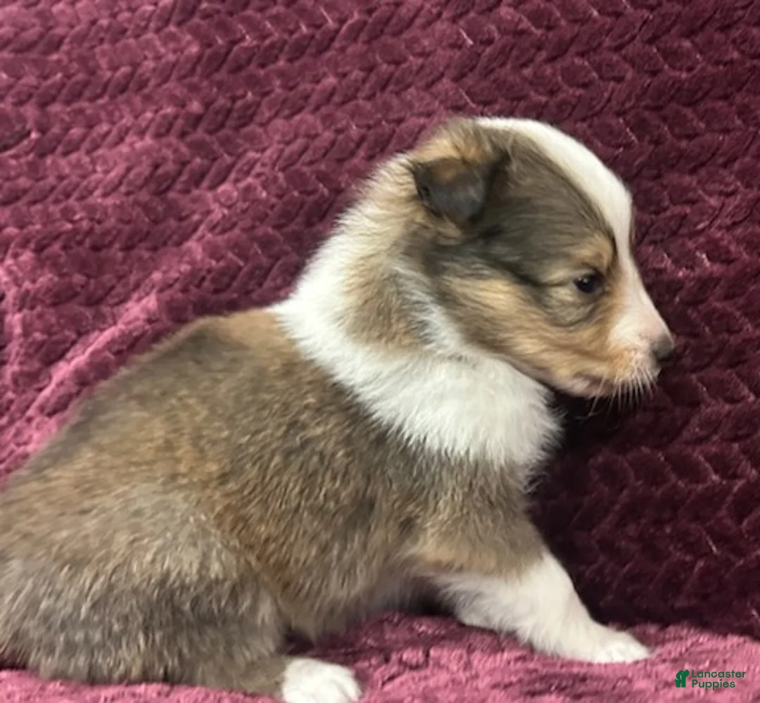 Shetland Sheepdog dogs for sale: Dalia - Ad 2