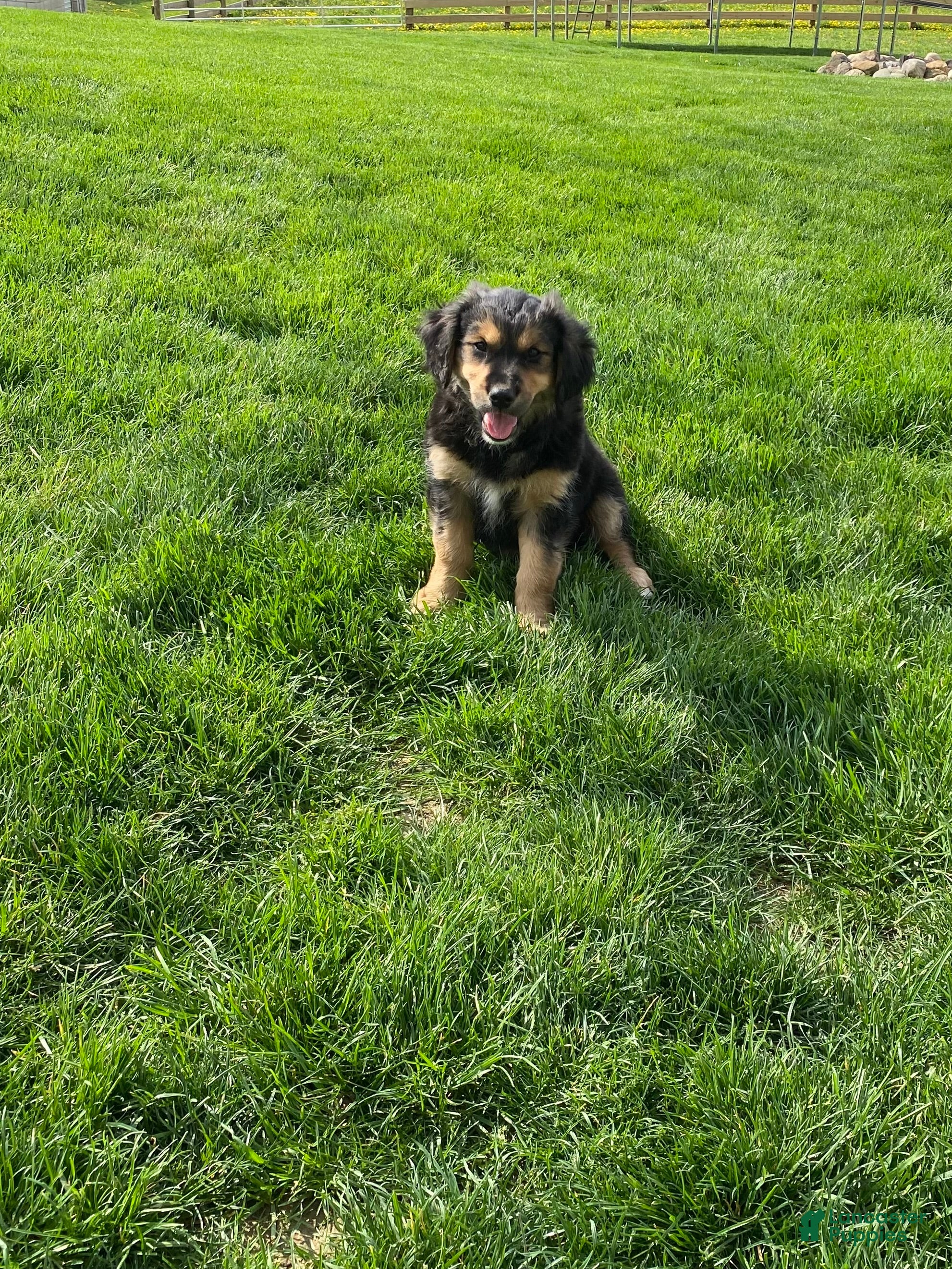 Mixed Breed dogs Cookie - Ad 2