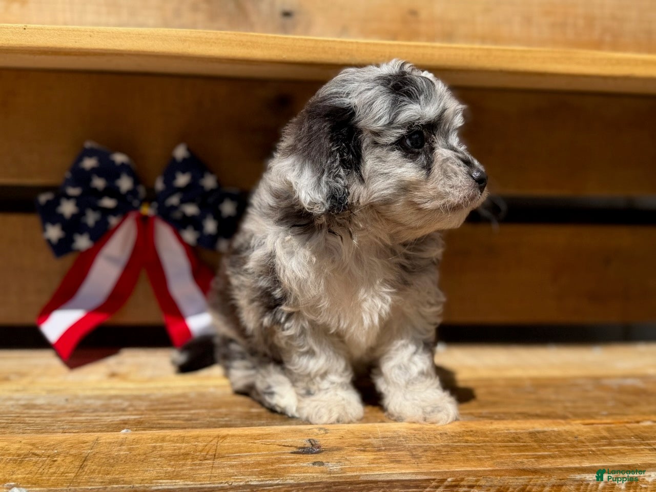 Aussiedoodle dogs Tripp - Ad 1