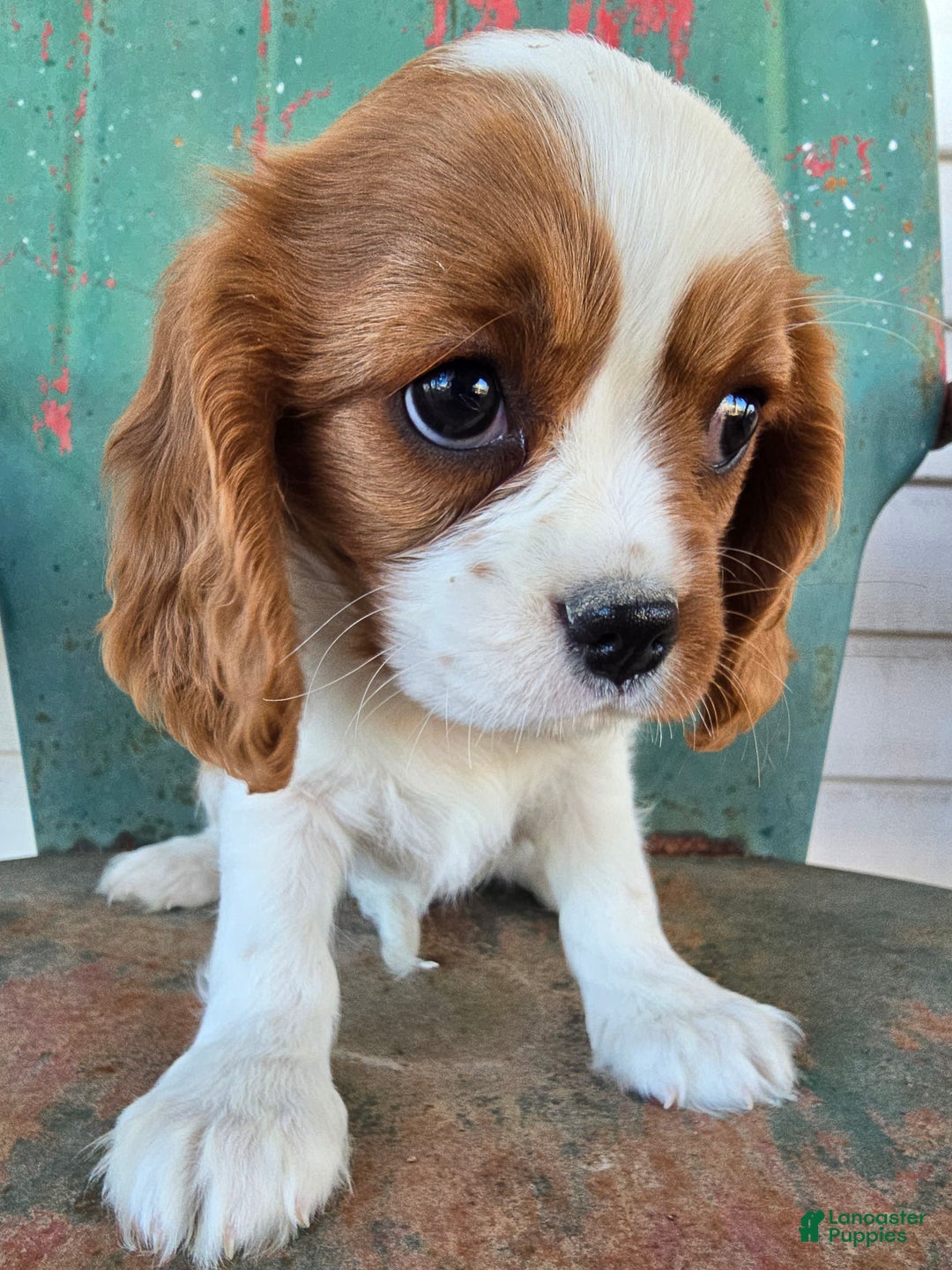Cavalier King Charles Spaniel dogs for sale: Saphire Female pup - Ad 10