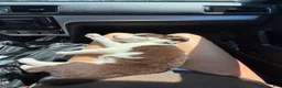 Mixed Breed dogs for sale: Woody - Ad 8