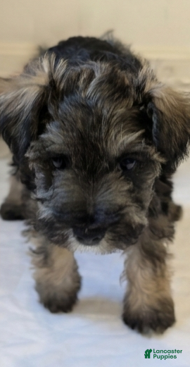 Miniature Schnauzer dogs Teddy - M - Ad 2