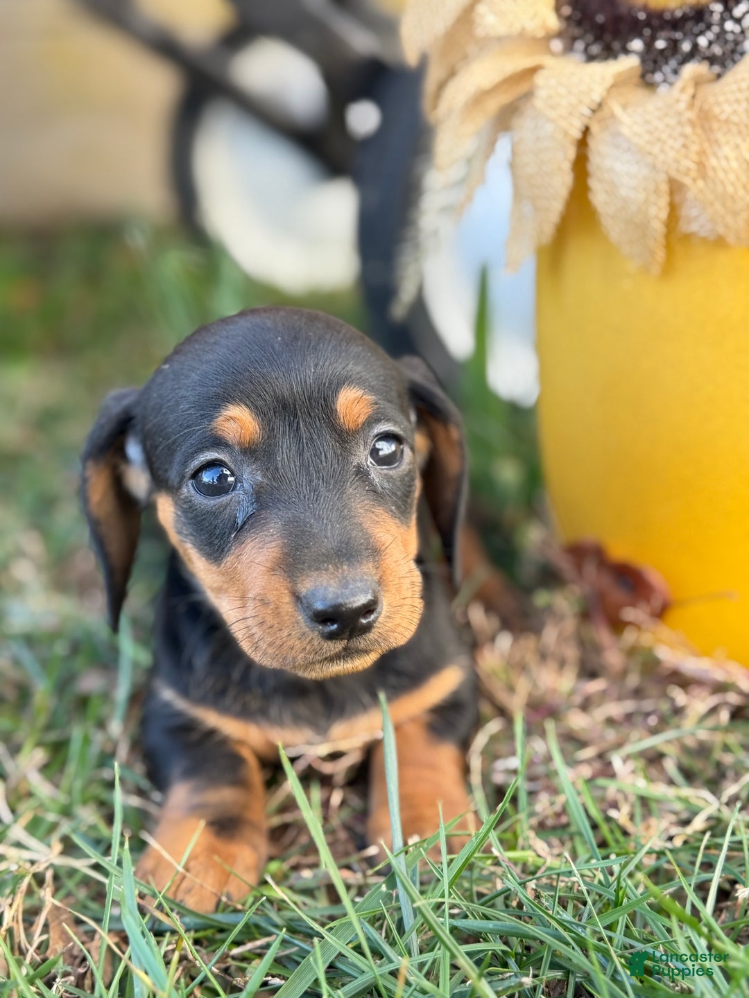 Miniature Dachshund dogs for sale: Camille - Ad 9