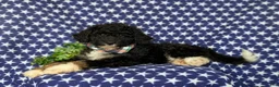 Mini Bernedoodle dogs for sale: Quincey Hypoallergenic - Ad 4