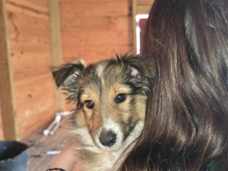 Shetland Sheepdog dogs Shelly - Ad 38