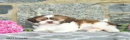 Shih Tzu dogs for sale: Hazel  - Ad 5