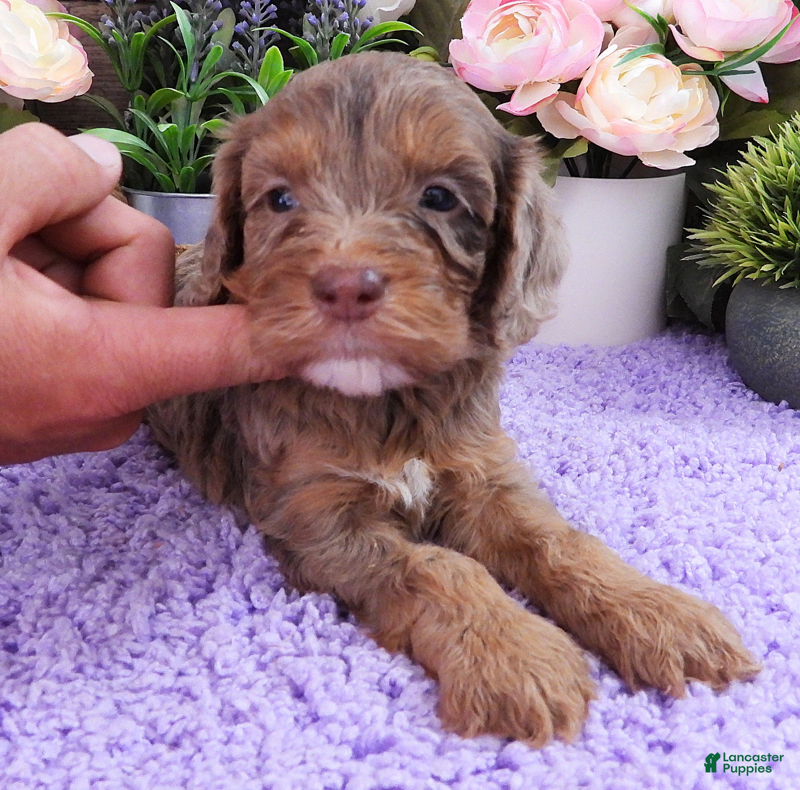Cavapoo dogs #2 Female (Dawn's) - Ad 40
