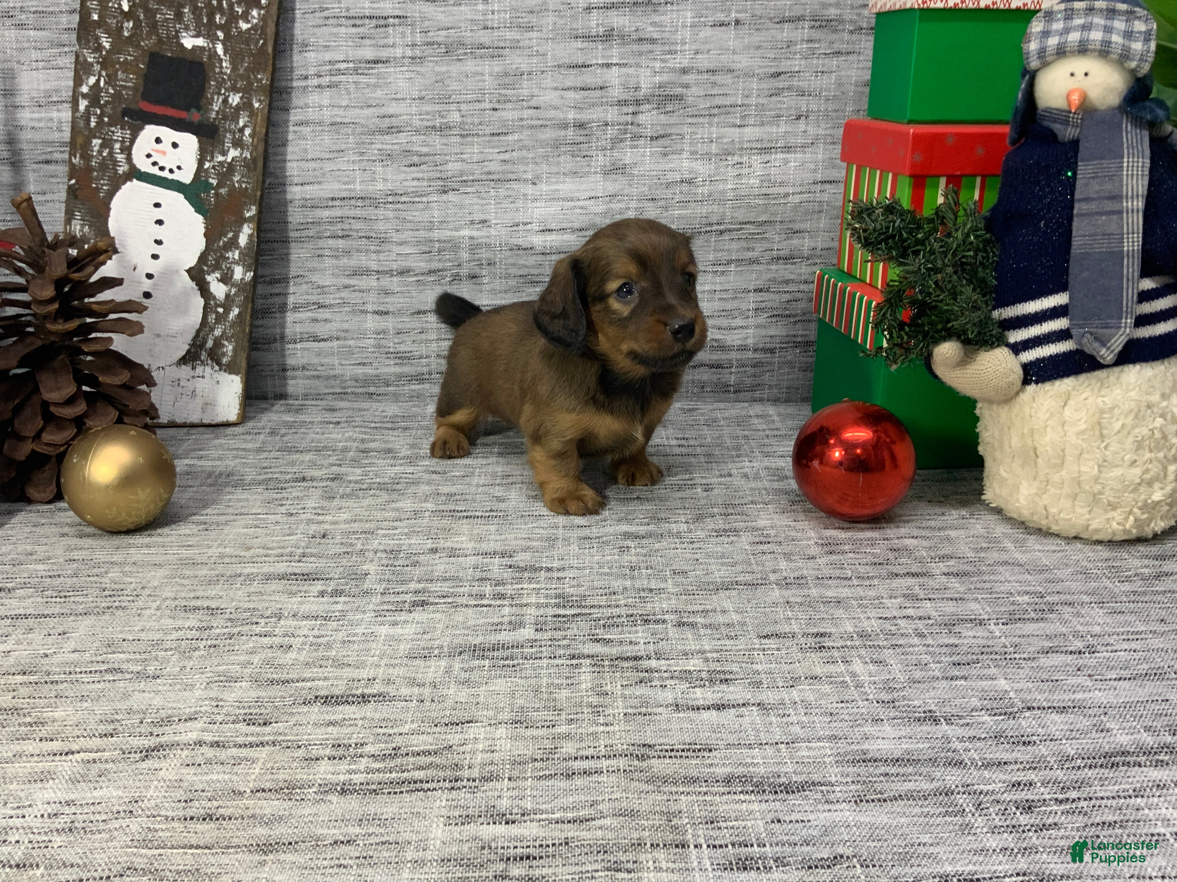 Miniature Dachshund dogs Nora - Ad 35