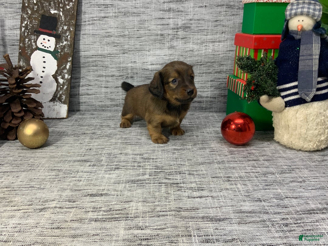 Miniature Dachshund dogs for sale: Nora - Ad 1