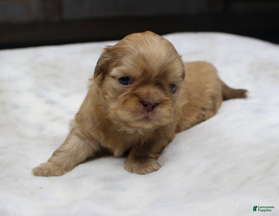 Shih Tzu dogs for sale: Silas - Ad 1